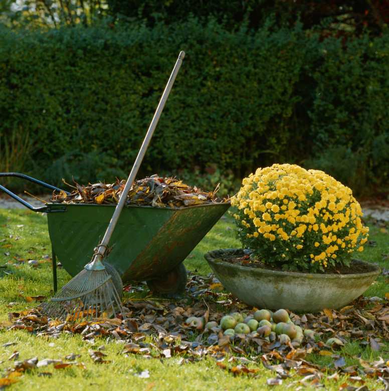 Growing Gold | How to Use Fallen Leaves As Fertilizer