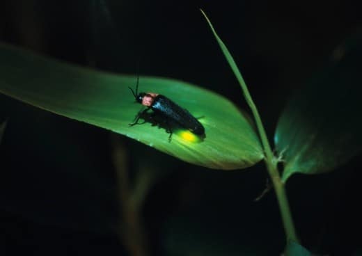 what do fireflies eat