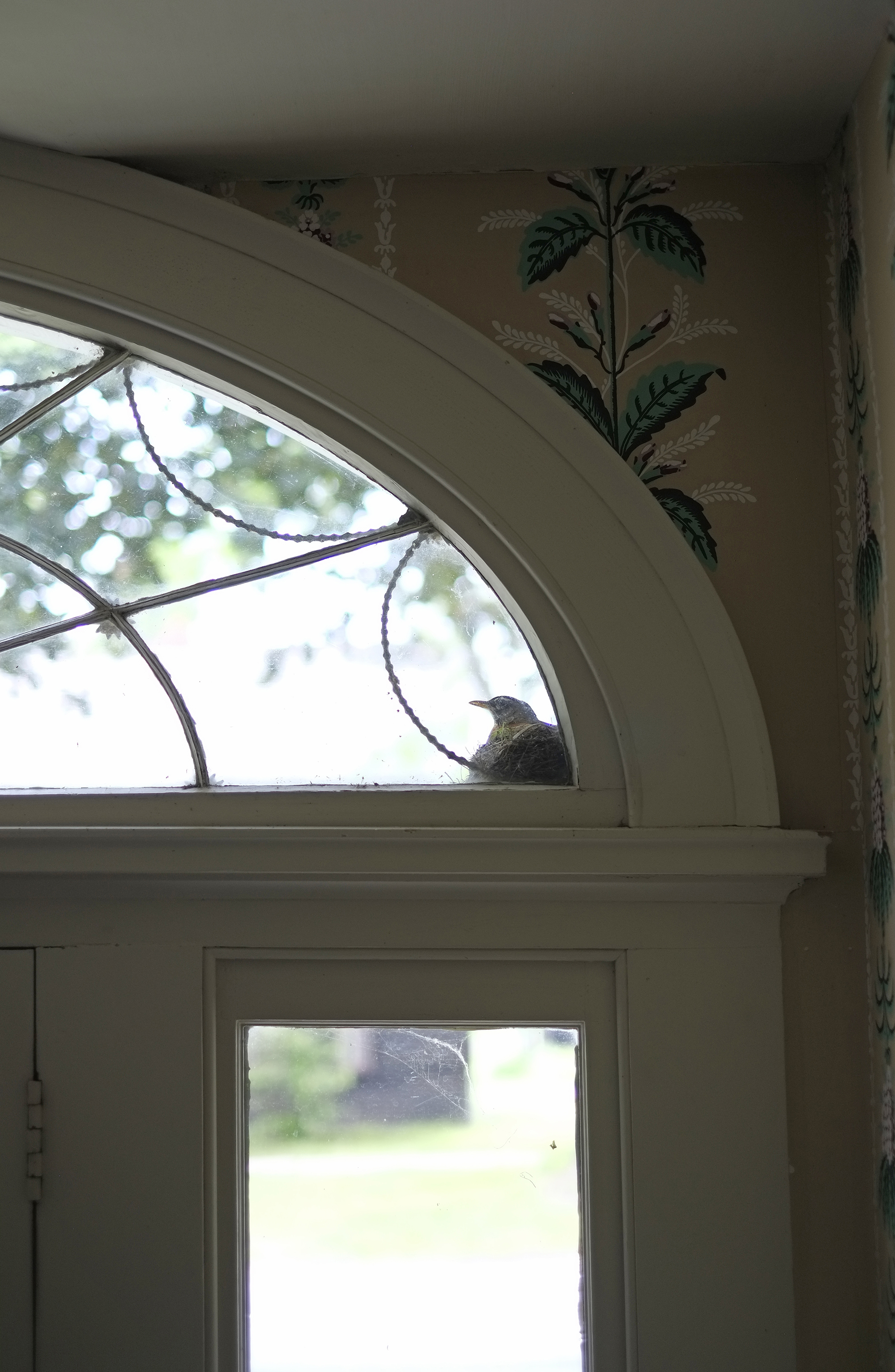 Nesting robin in the transom window at the front entry of Williams House.
