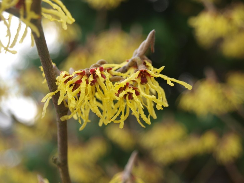 Guide to Witch Hazel | Winter-Flowering Shrubs