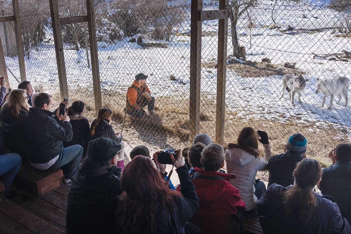 Zee addresses the crowd both wolves (Nevaeh and Arrow) and humans are equally curious of one another.